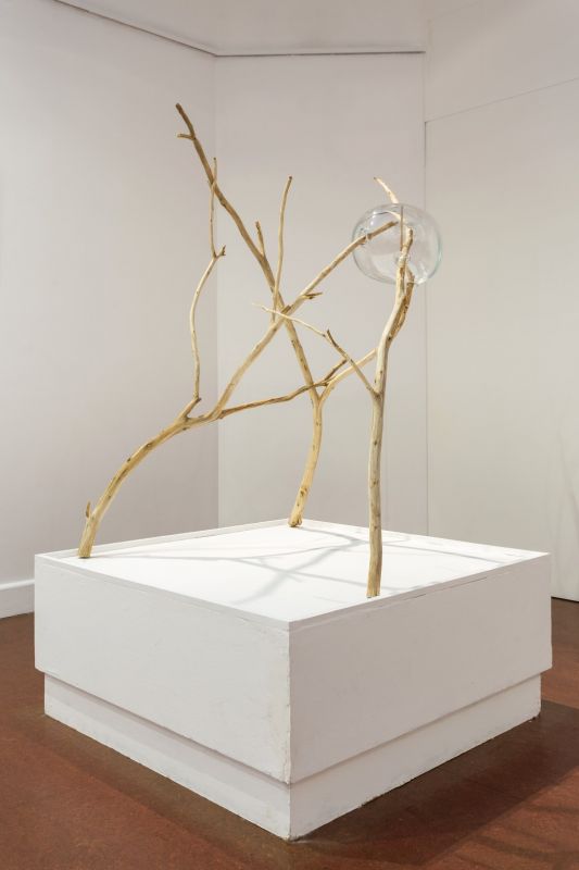 Tres ramas de ficus sostenidas por búrbuja de cristal soplado. 120 x 120 x 120. 2023. Museo Castagnino. Rosario