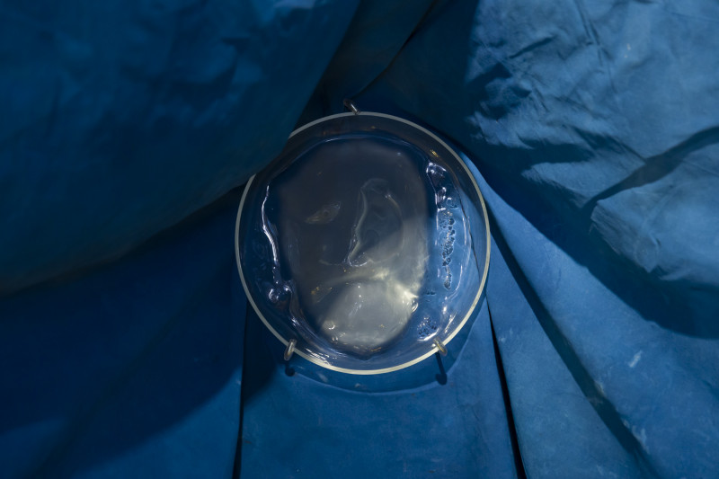 Sueño dorado. Yuyo Gardiol. 2025.